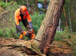 Seasonal Cleanup in Clatskanie, OR