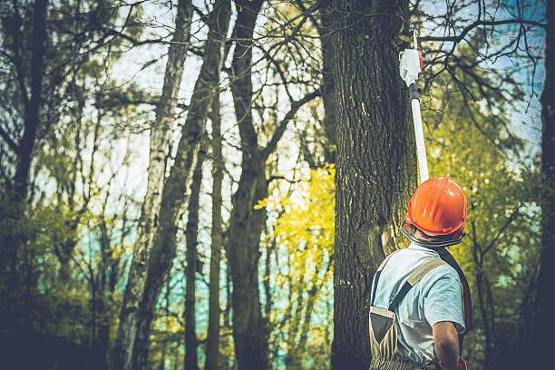 How Our Tree Care Process Works  in  Clatskanie, OR